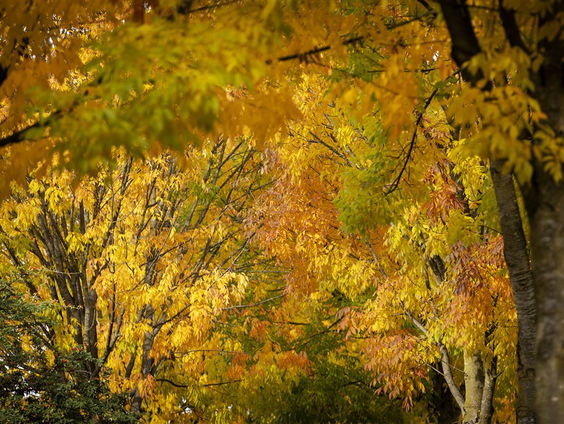 De Jaargetijden: Bladeren