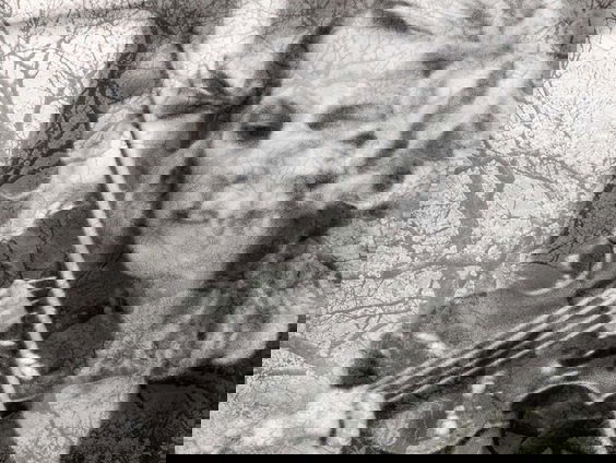 Hollandse Nieuwe! Bachs Königin van Holland Baroque, deel II: grondtoon