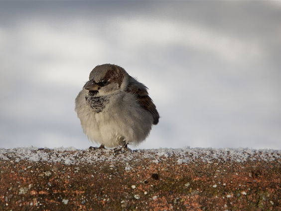De Jaargetijden: De tuinvogeltelling