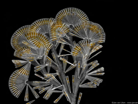 Het gesprek - Jan van IJken