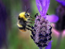 Aftrap Inheemse Zaaiweek voor vergroten biodiversiteit