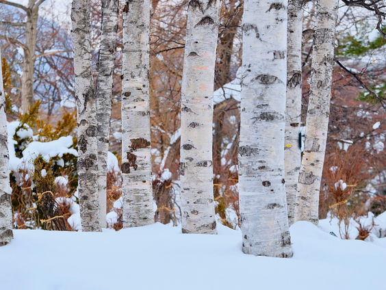 Kettingreactie 16 januari 2024