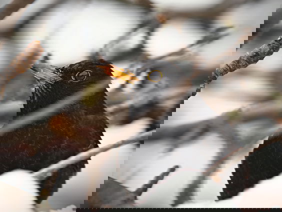 Lekkere Track: Verontrustende schoonheid