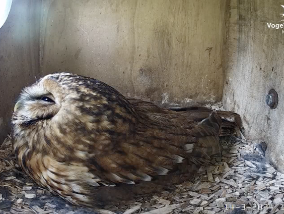 Lekkere Track: Uilen kijken