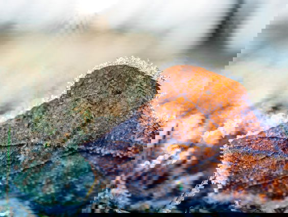 Lekkere Track: Winter is coming