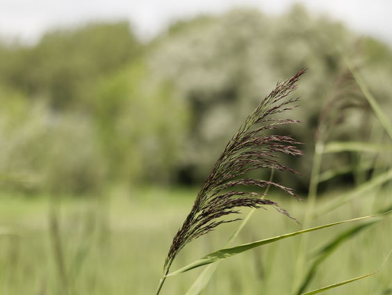 De Jaargetijden: Bloeiend riet