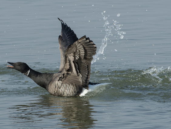 De Jaargetijden: Wintergasten