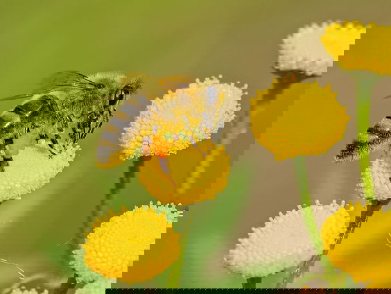 Lekkere Track: Bijenbuffet