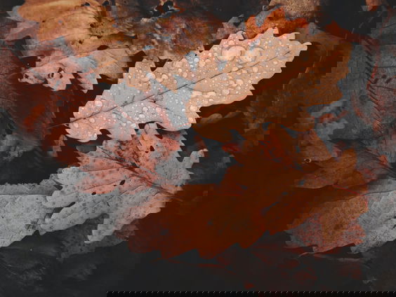 Lekkere Track: Herfstmelancholie