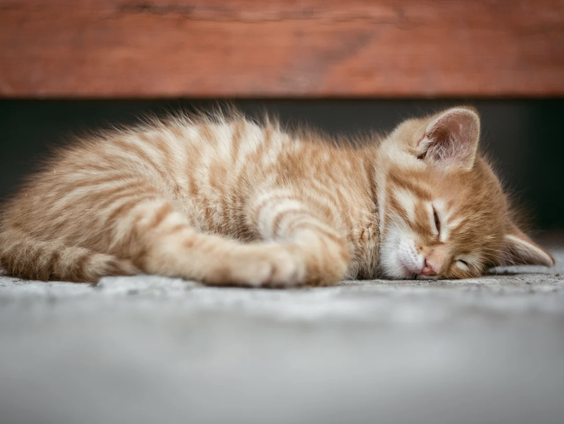 Kettingreactie 3 januari 2022