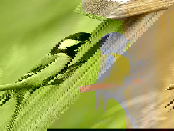 Gedicht: Het natuurlijke is menselijk, van Elly de Waard