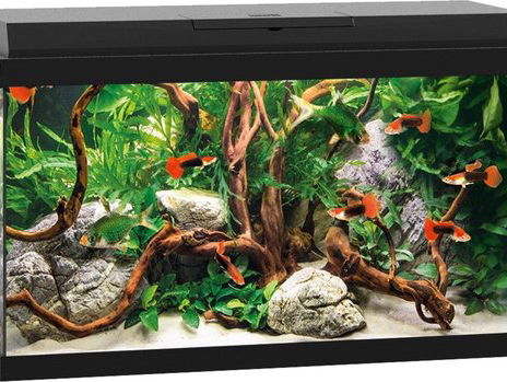 De dromenvanger, nr. 251: Aquarium