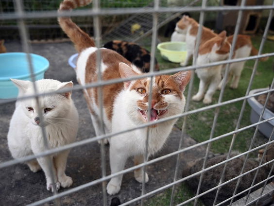 Adoptieprogramma voor Oekraïense dieren gaat van start