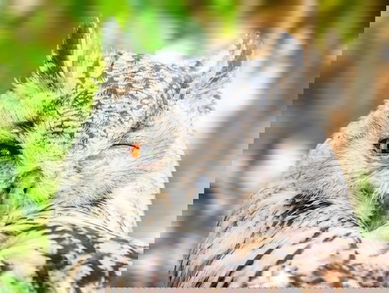 Lekkere Track: Natuurklanken