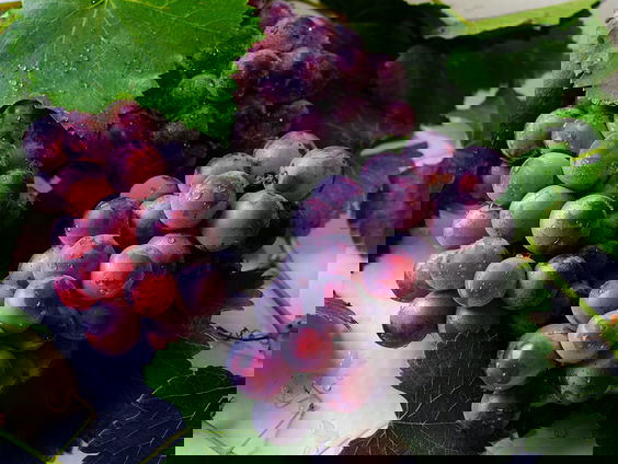 Lekkere track: fruitoogst