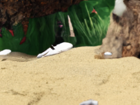 Zomergeluid: Deens strand