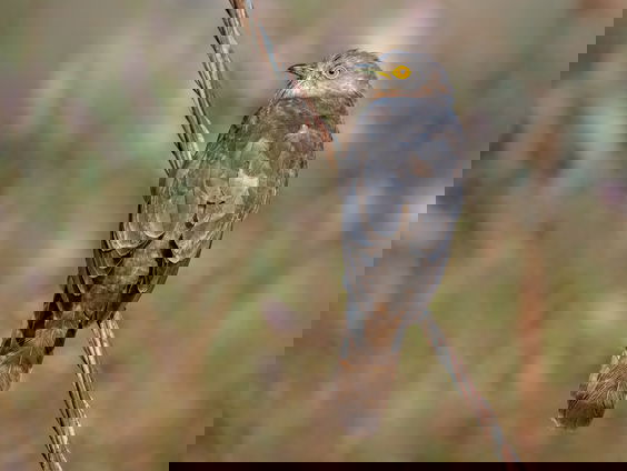 Lekkere Track: Koekoek