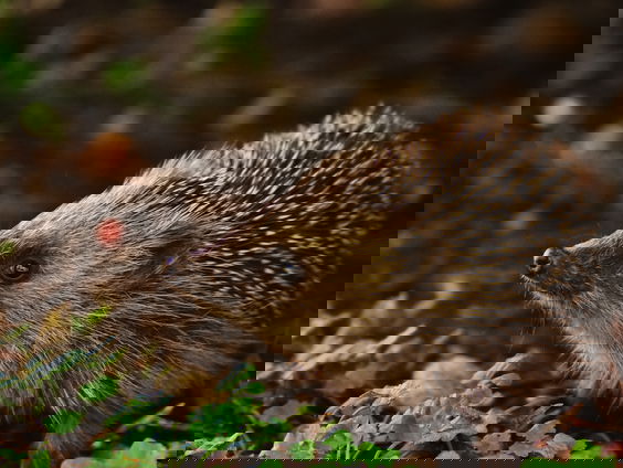 Lekkere Track: Egel in winterslaap