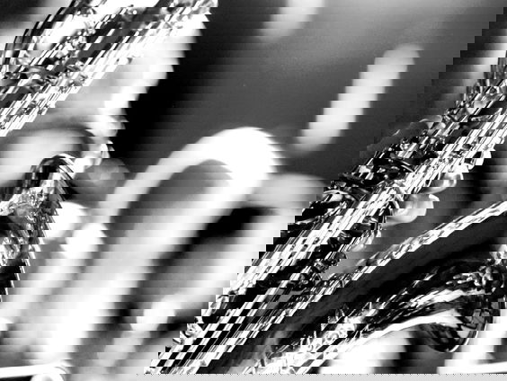 EarBites: Mo van der Does en Gijs Idema