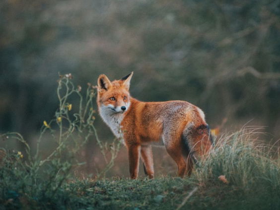 Gedicht: H.A.L. van Judith Herzberg