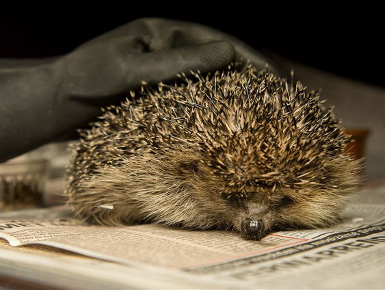 Het gaat niet goed met de egel