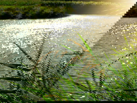 RadioReisDienst: Muziek van de Rijn