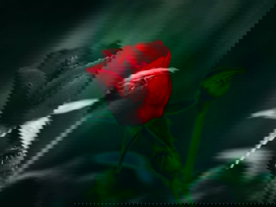 Lekkere Track: Allesverzengende liefde