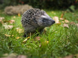 De Jaargetijden: Egels