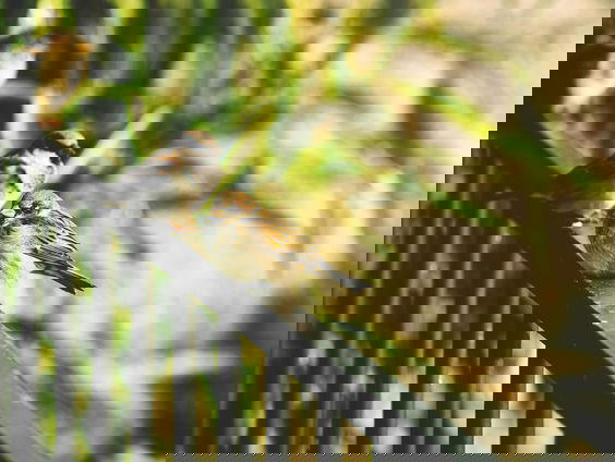 Lekkere Track: Mussenmis