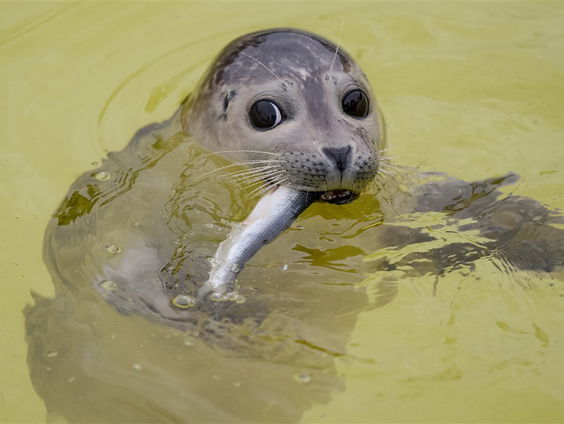 Ecomare viert zeventig jaar zeehondenopvang