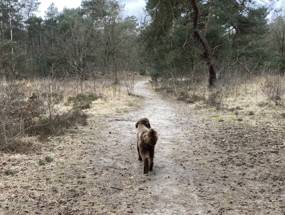 Gedicht: Zoals, van Judith Herzberg