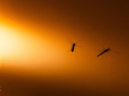 De Jaargetijden: Muggen