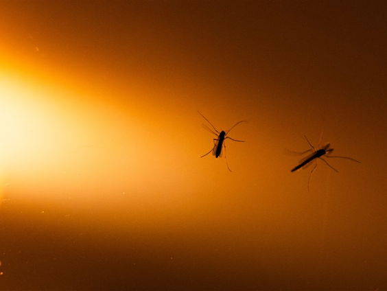 De Jaargetijden: Muggen