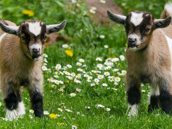 Lekkere Track: Zeven geitjes