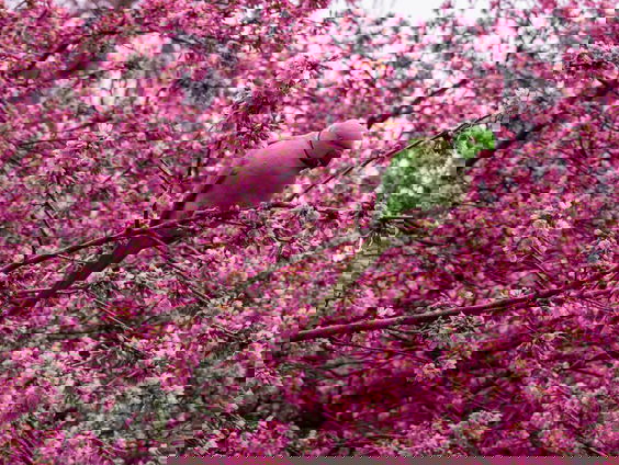 Lekkere Track: Halsbandparkieten