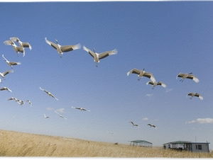 Gedicht: Aan de ganzen, van N.E.M. Pareau