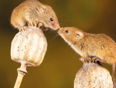 De Grote Poëzieprijs: Hélène Gelèns