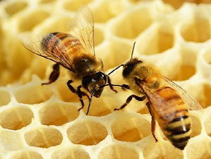 Gedicht: Broedkamer, van Paul Demets