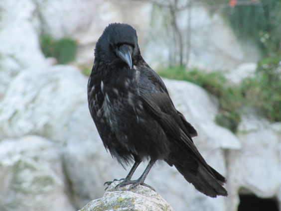 Kettingreactie 19 april 2023