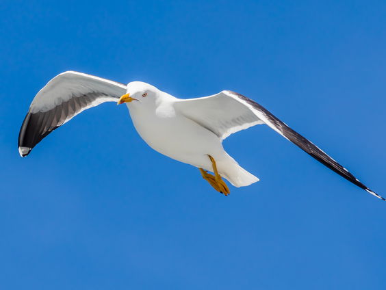 De dromenvanger, nr. 393: Meeuw
