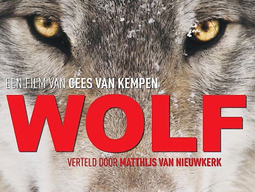 De film WOLF vertelt het verhaal over de terugkeer van de wolf in Nederland