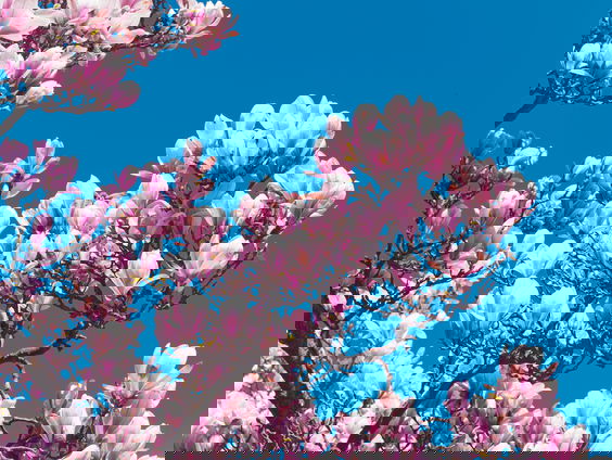 Lekkere Track: Magnolia siroop maken