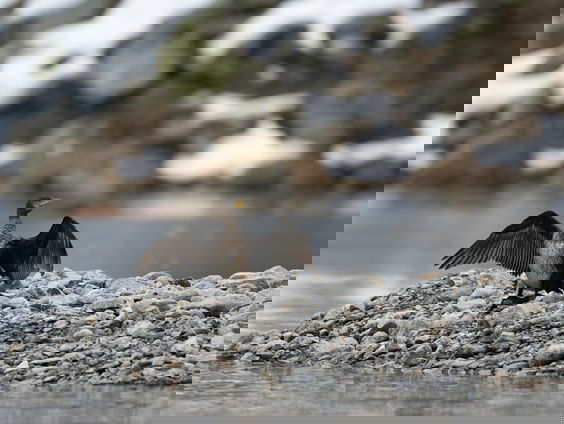 Lekkere Track: Aalscholver-muziek