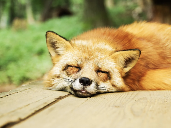 Kettingreactie 27 december 2021