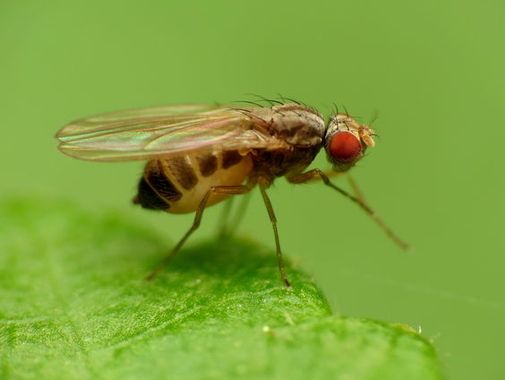 De Jaargetijden: Fruitvliegjes