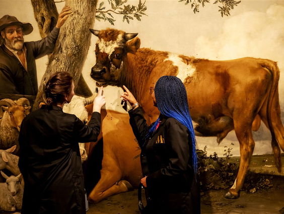 De Stier van Paulus Potter wordt gerestaureerd