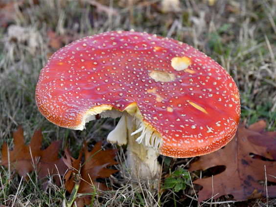 De Jaargetijden: Paddenstoelen