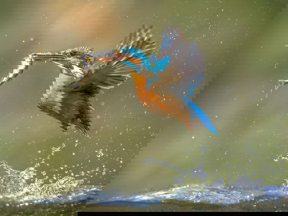 Gedicht: De ijsvogel van Koos Geerds