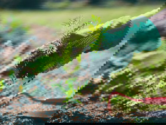 Hollandse Nieuwe! In the Garden of Polyphony, van Israel Golani, deel IV: tuinieren