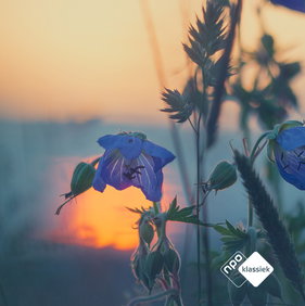 Zomeravondconcert: Delft Chamber Music Festival